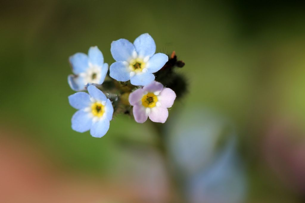 Myosotis arvensis
